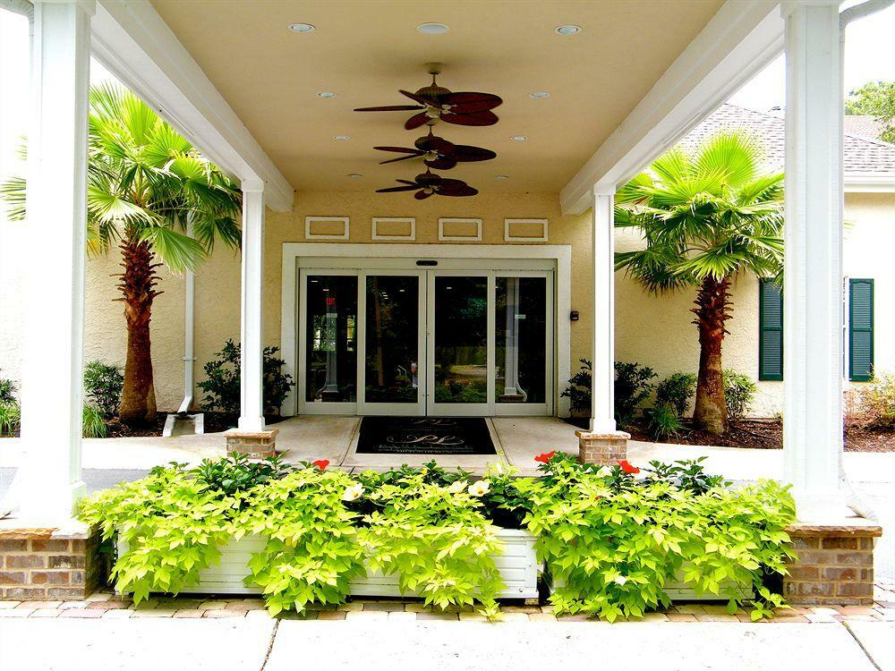 Palmera And