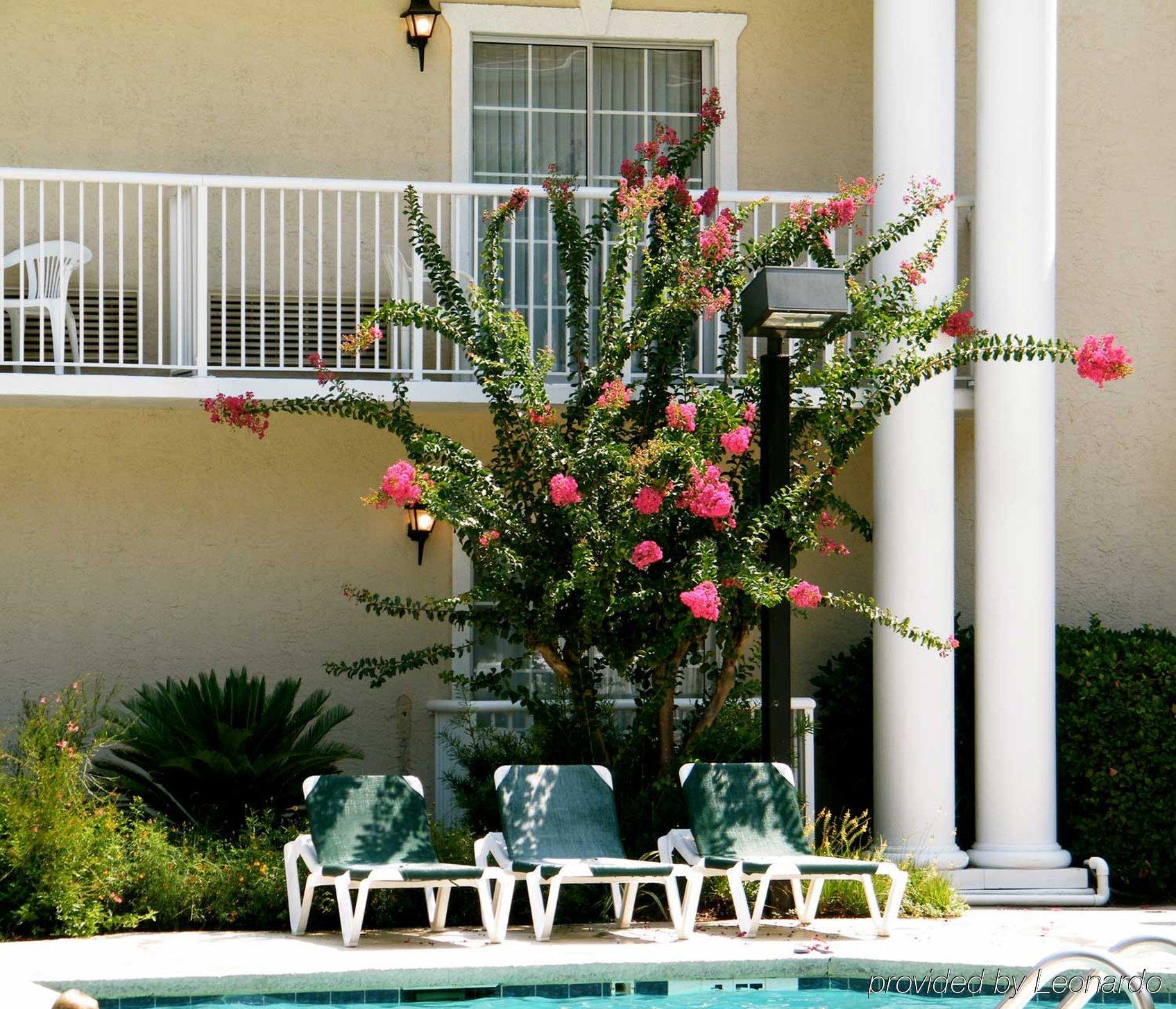 Palmera And